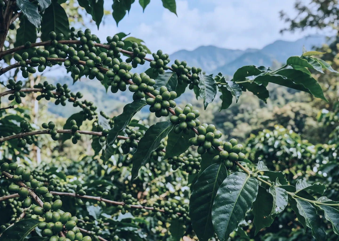 Coffee Beans Background